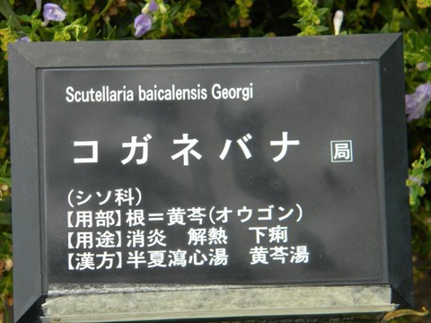 DSCN0011