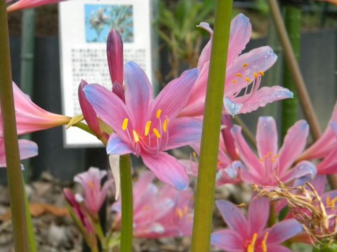 DSCN9922