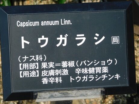 DSCN8438