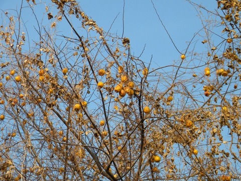 DSCN8507