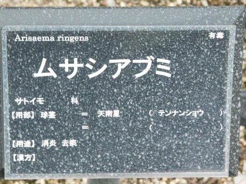 DSCN6403