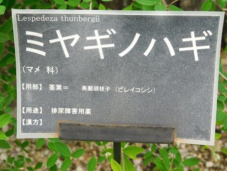 DSCN8021