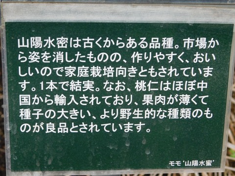 DSCN4442