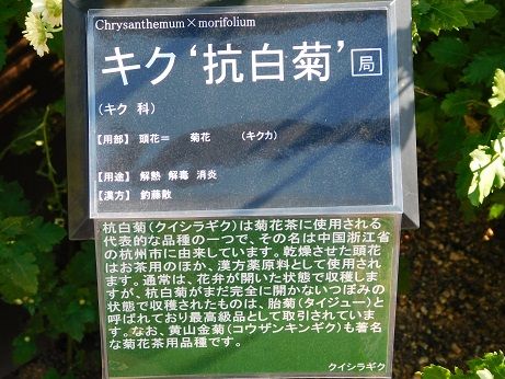 DSCN4081
