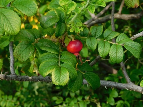 DSCN7353