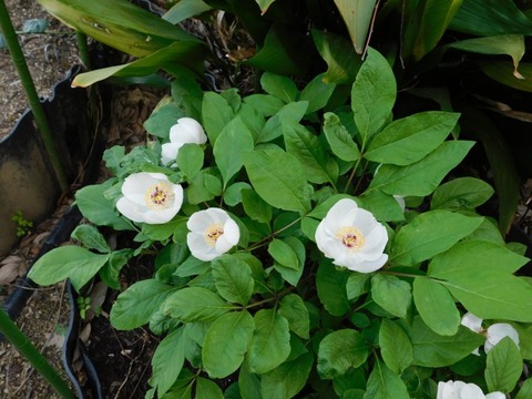 DSCN3861
