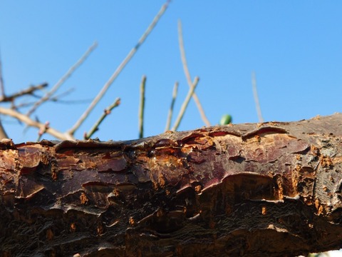 DSCN5994