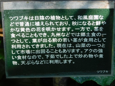 DSCN3119