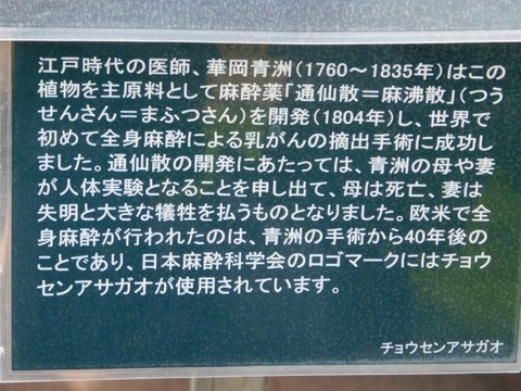 DSCN7193