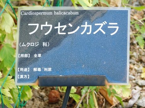DSCN6138
