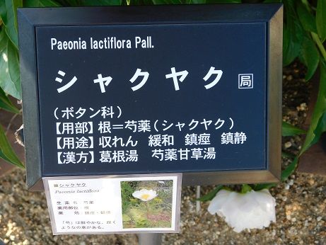 DSCN4807