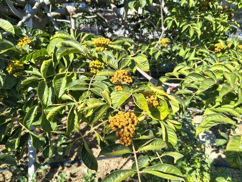 IMG_20261003_141235193_HDR
