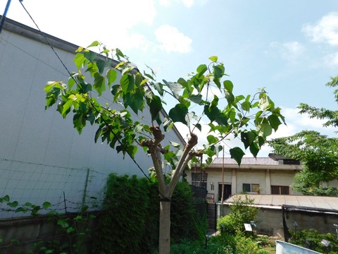 DSCN4472