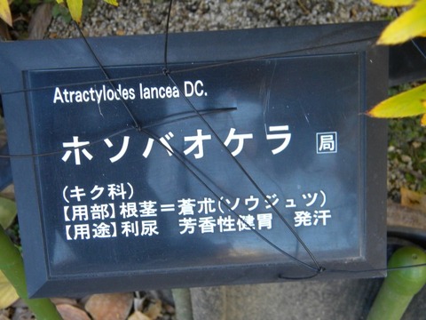 DSCN8425