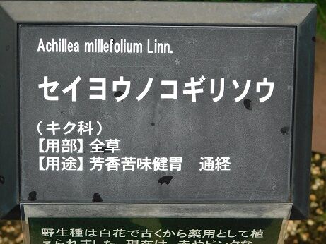 DSCN9560