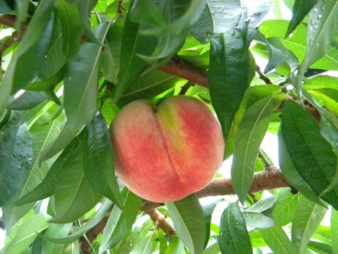 DSCN9654