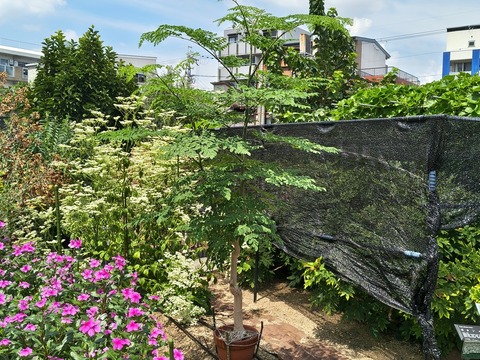 IMG_20260820_115704394_HDR
