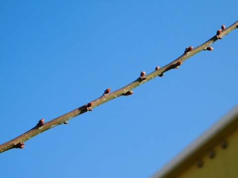DSCN5979
