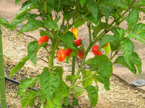 DSCN9906