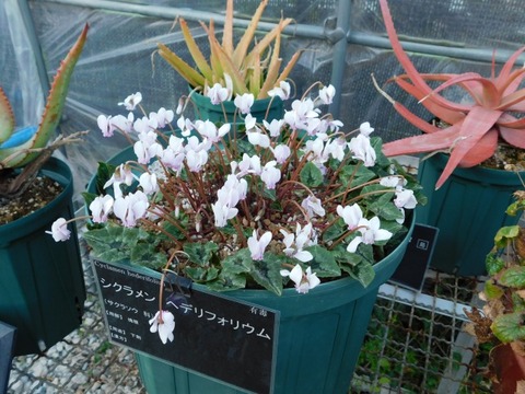 DSCN3175