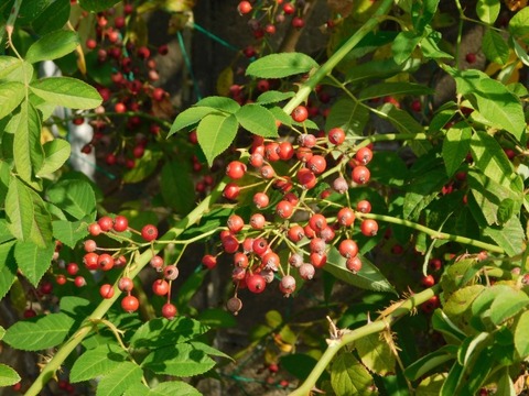 DSCN3281