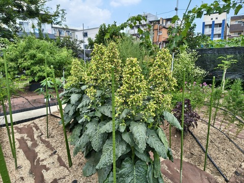 IMG_20260723_113113268_HDR