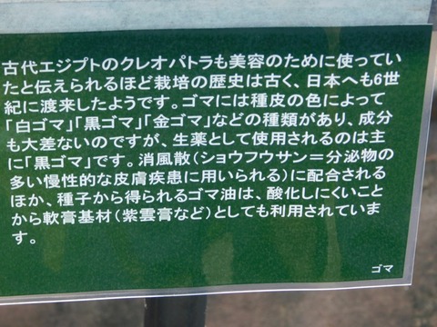 DSCN4450