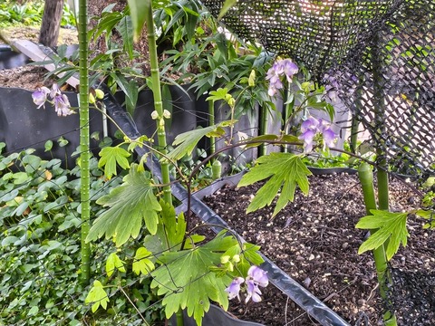 IMG_20260925_071133727_HDR