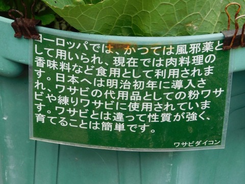 DSCN6812