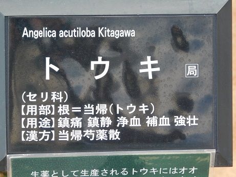 DSCN4933