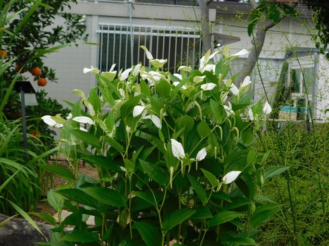 DSCN4267