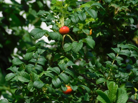 DSCN4506