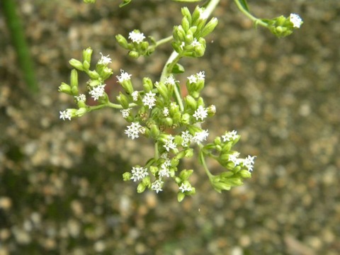 DSCN0014