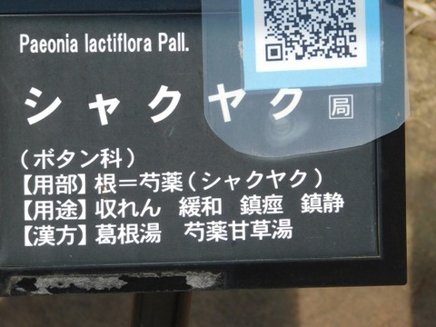 DSCN3597
