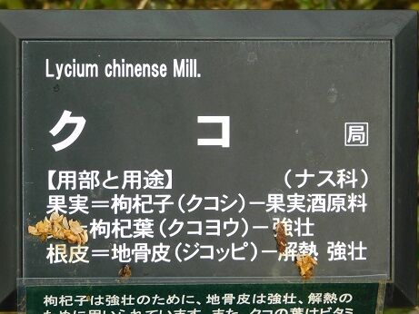 DSCN1245