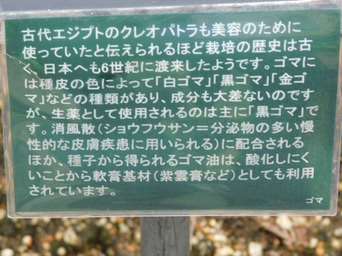 DSCN2641