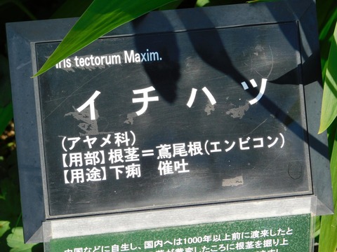 DSCN3953