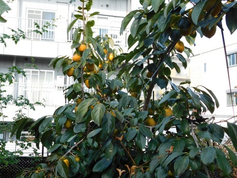 DSCN3065