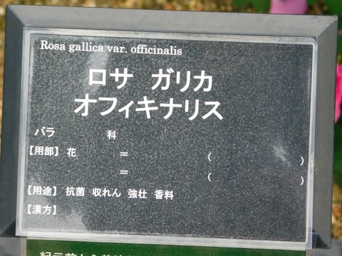 DSCN6739
