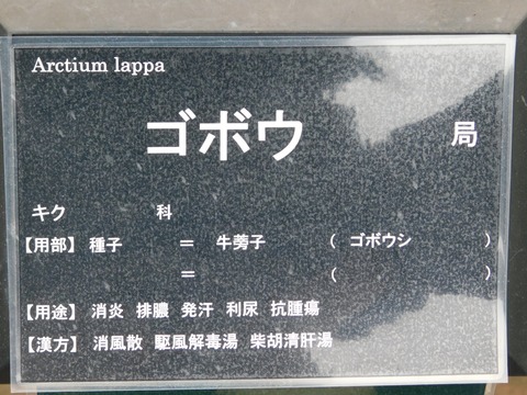 DSCN5367
