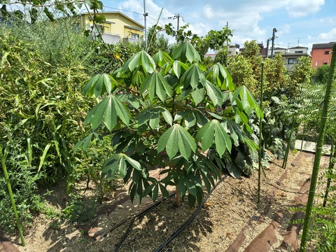 IMG_20260820_115443044_HDR