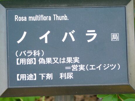 DSCN6556
