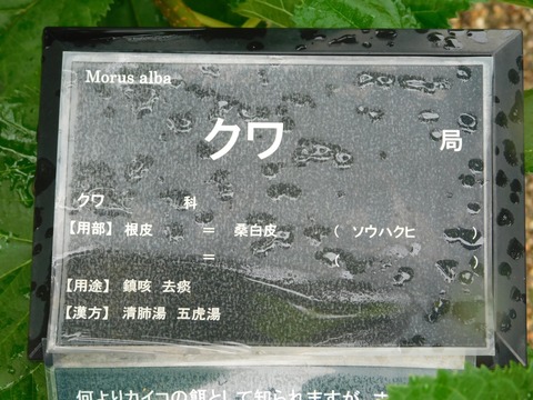 DSCN4389