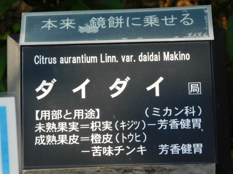 DSCN3043