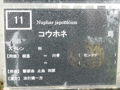 DSCN4277