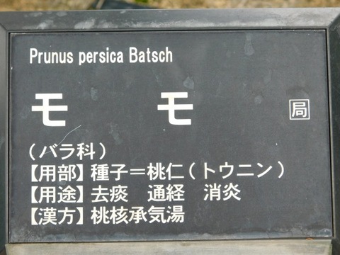 DSCN6730