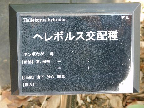 DSCN4454