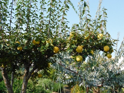 DSCN3071