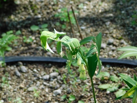DSCN6635
