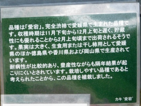 DSCN7492